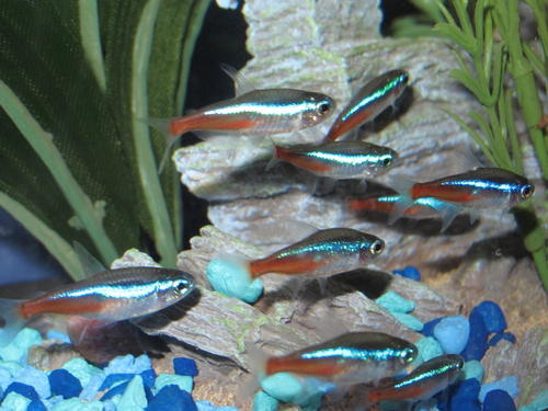 Neon Tetra reference