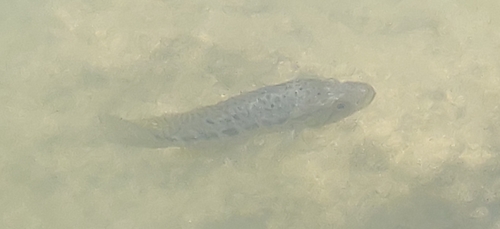 Jaguar Cichlid reference