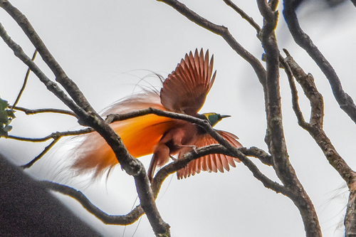 Greater Bird-of-Paradise reference