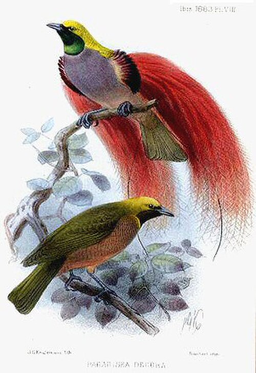 Goldie's Bird-of-Paradise reference