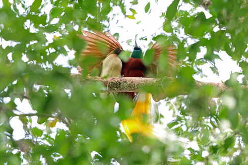 Lesser Bird-of-Paradise reference