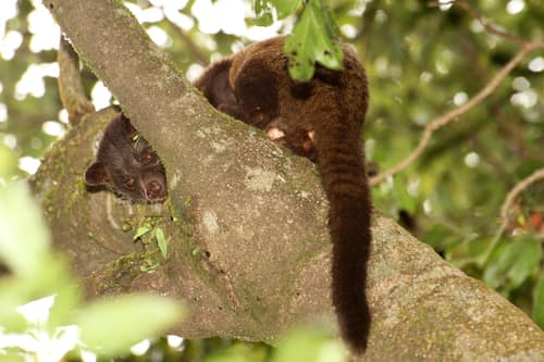Jerdon's Palm Civet reference
