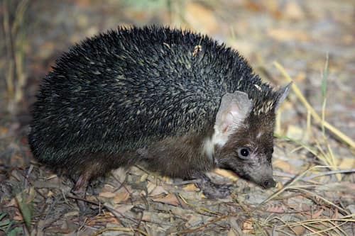Brandt's Hedgehog reference
