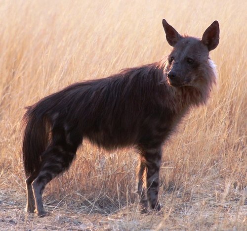 Brown Hyena reference