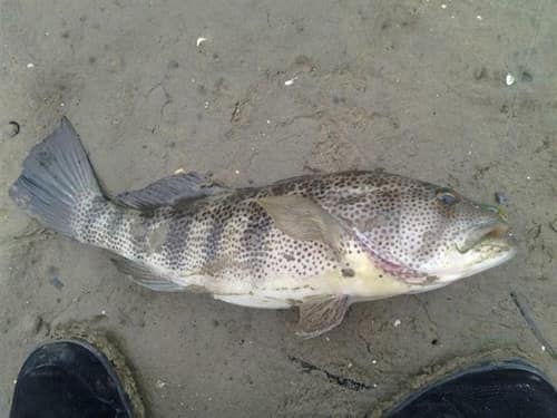 Spotted Sand Bass reference