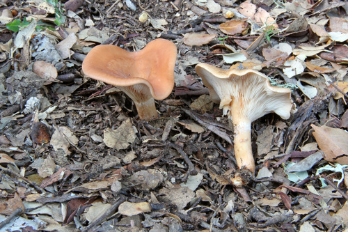 Tawny Funnel reference