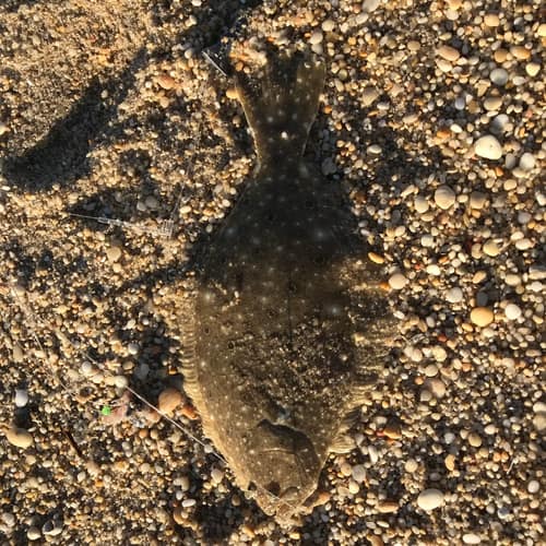Summer Flounder reference