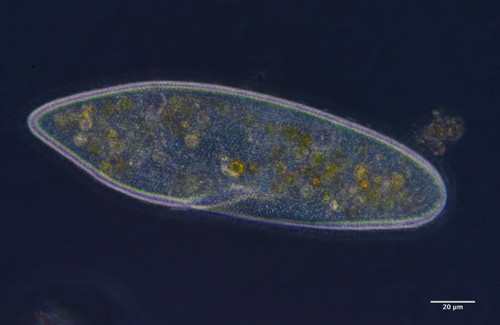 Paramecium caudatum reference