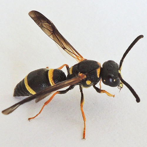 Perennial Potter Wasp reference