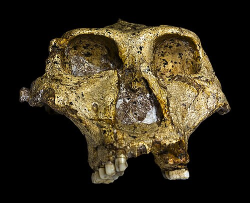 Robust Australopithecine reference