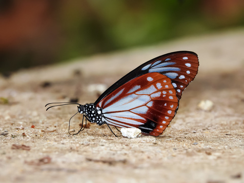 Chestnut Tiger reference
