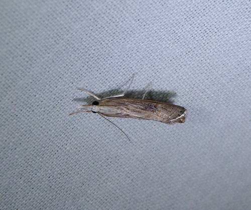 Bluegrass Webworm reference
