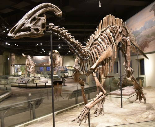 Parasaurolophus cyrtocristatus reference