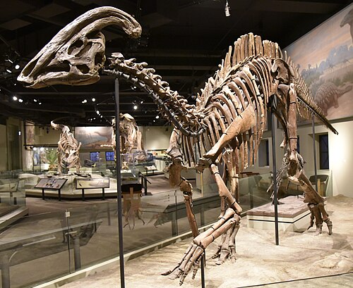 Parasaurolophus tubicen reference