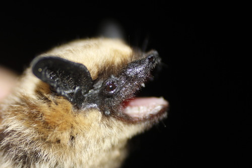 Canyon Bat reference