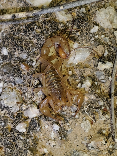 Stripe-tailed Scorpion reference