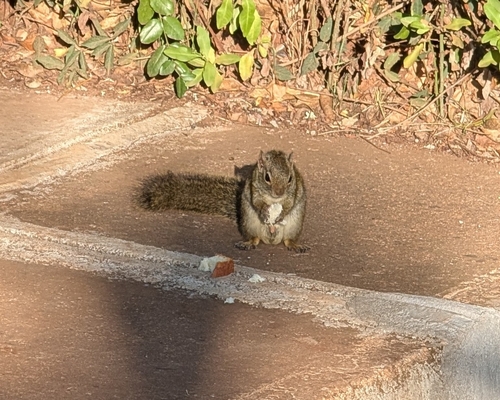 Ochre Bush Squirrel reference