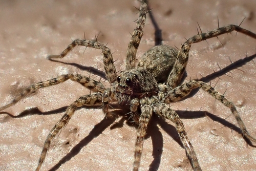 Spotted Wolf Spider reference