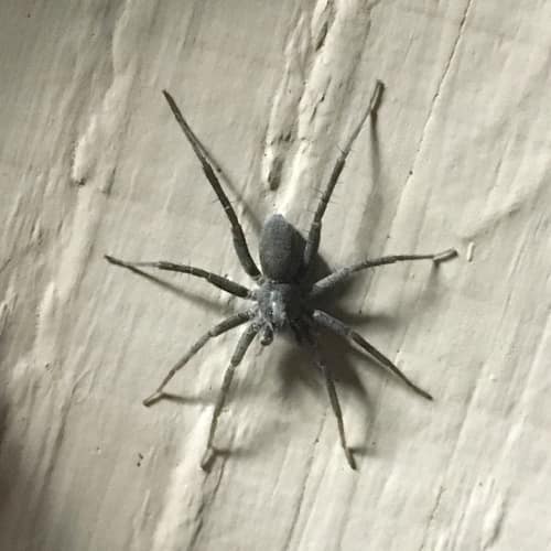 Thin-legged Wolf Spider reference