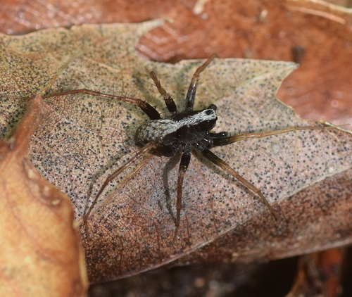 Dull Wolf Spider reference