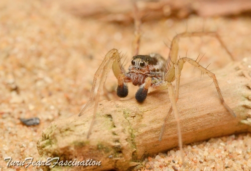 Black-headed Wolf Spider reference