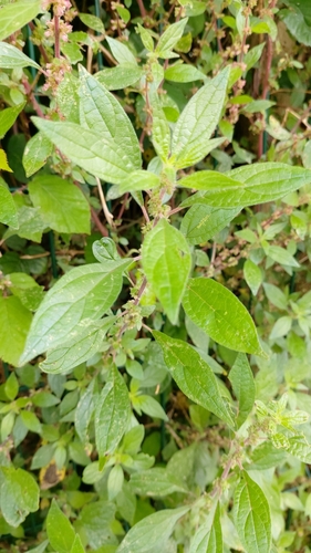 Pellitory-of-the-wall reference