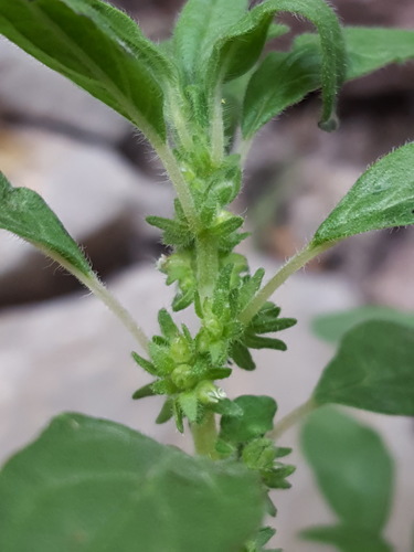Pennsylvania Pellitory reference