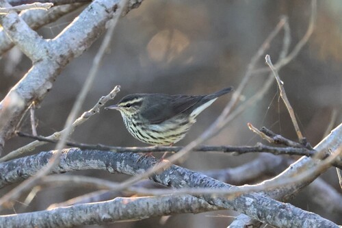 Northern Waterthrush reference