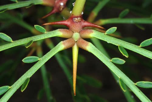 Mexican Palo Verde reference