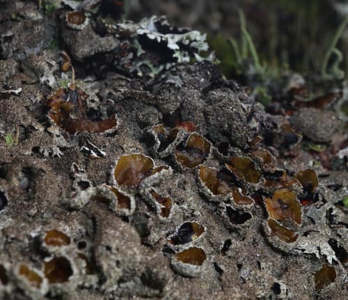 Salted Shield Lichen reference