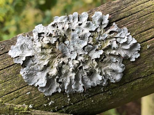 Hammered Shield Lichen reference