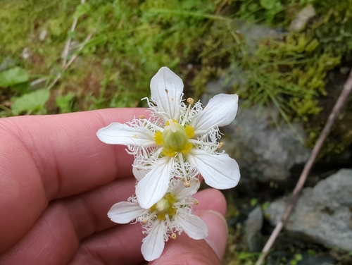 Fringed Grass-of-Parnassus reference