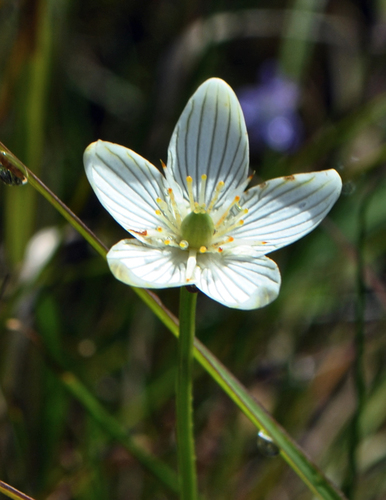 Fen Grass-of-Parnassus reference