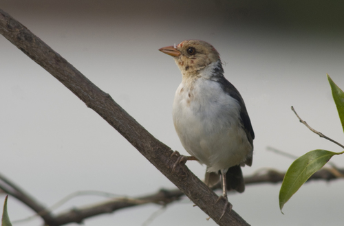 Yellow-billed Cardinal reference