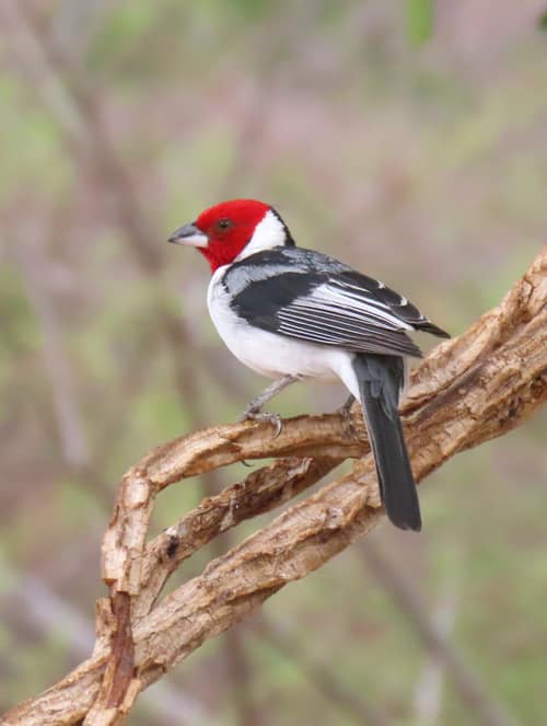 Red-cowled Cardinal reference