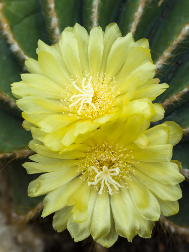 Ball Cactus reference
