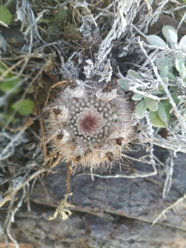 Silver Ball Cactus reference