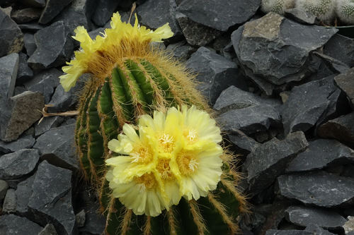 Waras Cactus reference