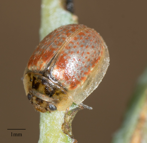 Eucalyptus Tortoise Beetle reference