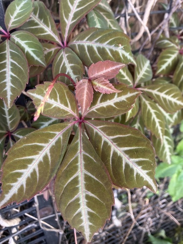 Silver Veined Creeper reference