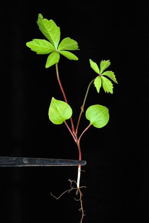 Virginia Creeper reference