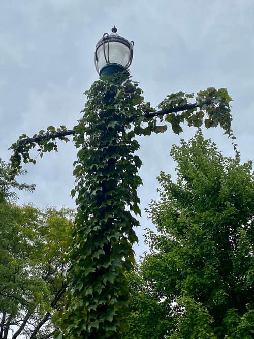 Boston Ivy reference