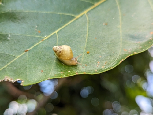 Guam Tree Snail reference