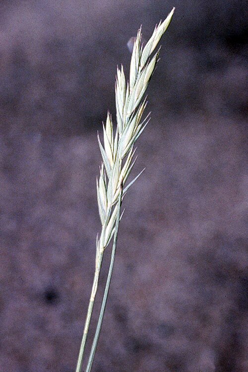 Western Wheatgrass reference