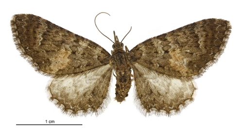 Red-Faced Pug Moth reference