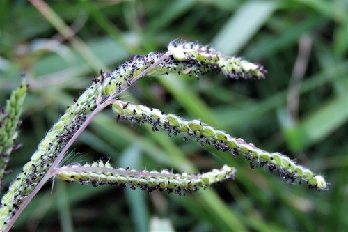 Dallis Grass reference