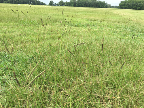 Bahia Grass reference