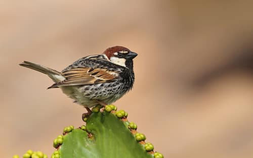 Spanish Sparrow reference
