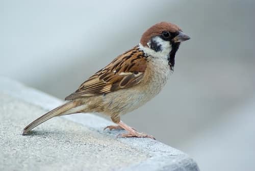 Eurasian Tree Sparrow reference