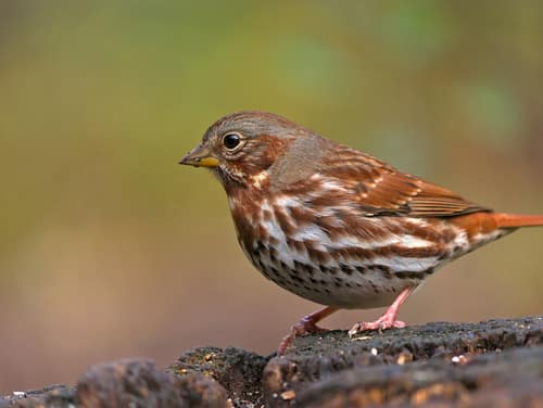 Fox Sparrow reference